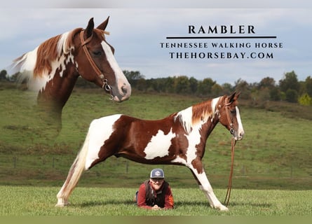 Tennessee walking horse, Hongre, 8 Ans, 152 cm, Alezan cuivré