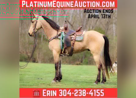 Tennessee walking horse, Hongre, 8 Ans, 152 cm, Buckskin