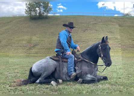 Tennessee walking horse, Hongre, 8 Ans, 152 cm, Rouan Bleu