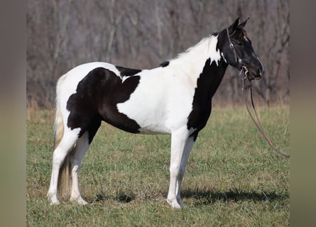 Tennessee walking horse, Hongre, 8 Ans, 152 cm, Tobiano-toutes couleurs
