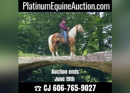 Tennessee walking horse, Hongre, 8 Ans, 155 cm, Palomino
