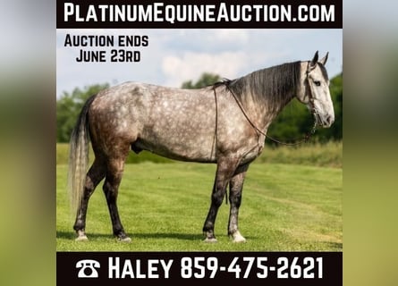 Tennessee walking horse, Hongre, 8 Ans, 160 cm, Gris pommelé