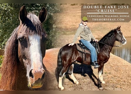 Tennessee walking horse, Hongre, 8 Ans, 163 cm, Noir