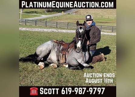 Tennessee walking horse, Hongre, 8 Ans, Rouan Bleu