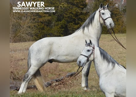 Tennessee walking horse, Hongre, 9 Ans, 142 cm, Gris