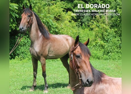 Tennessee walking horse, Hongre, 9 Ans, 142 cm, Roan-Bay