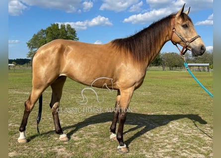 Tennessee walking horse, Hongre, 9 Ans, 152 cm, Buckskin