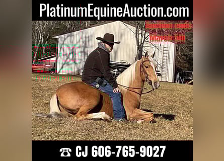Tennessee walking horse, Hongre, 9 Ans, 152 cm, Palomino