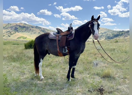 Tennessee walking horse, Hongre, 9 Ans, 152 cm, Sabino