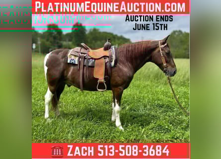 Tennessee walking horse, Hongre, 9 Ans, 152 cm, Tobiano-toutes couleurs