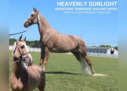 Tennessee walking horse, Jument, 10 Ans, 152 cm, Alezan brûlé