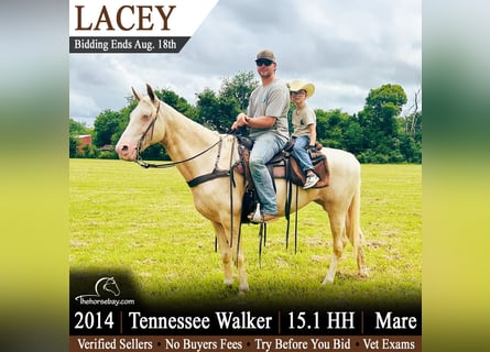 Tennessee walking horse, Jument, 12 Ans, 155 cm, Champagne
