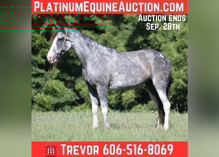 Tennessee walking horse, Jument, 13 Ans, 152 cm, Rouan Bleu