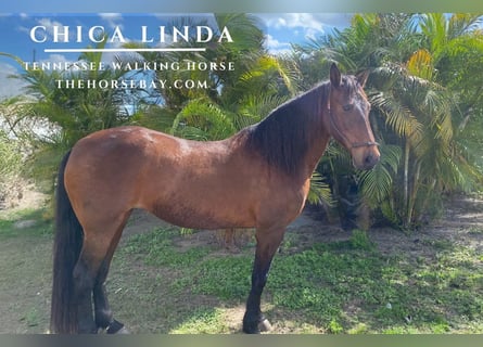 Tennessee walking horse, Jument, 14 Ans, Bai brun