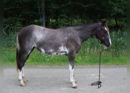 Tennessee walking horse, Jument, 2 Ans, 140 cm, Sabino