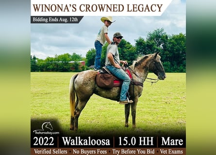 Tennessee walking horse Croisé, Jument, 4 Ans, 152 cm, Alezan brûlé