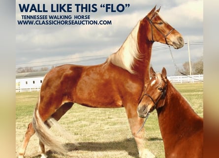 Tennessee walking horse, Jument, 4 Ans, 163 cm, Alezan cuivré