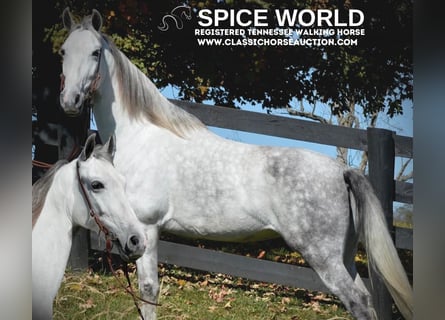 Tennessee walking horse, Jument, 6 Ans, 142 cm, Gris