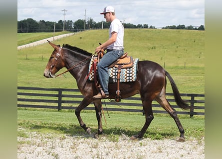 Tennessee walking horse, Jument, 7 Ans, Bai cerise
