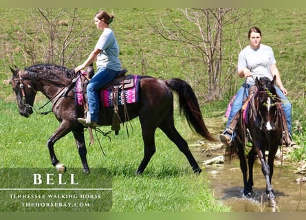 Tennessee walking horse, Jument, 8 Ans, 152 cm, Noir