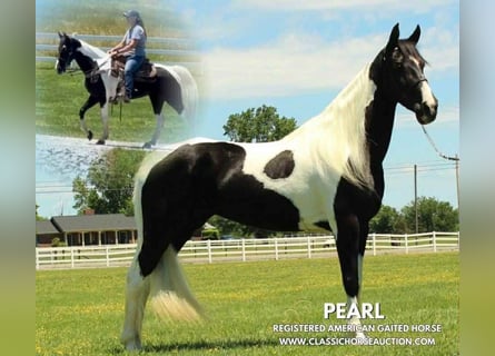 Tennessee walking horse, Jument, 8 Ans, 152 cm, Tobiano-toutes couleurs