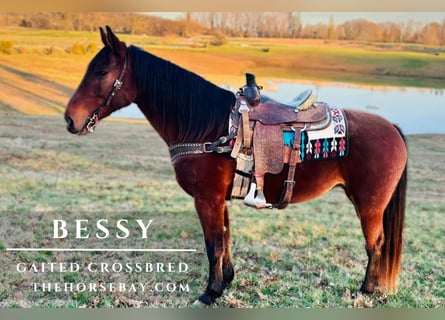 Tennessee walking horse Croisé, Jument, 8 Ans, 163 cm, Bai cerise