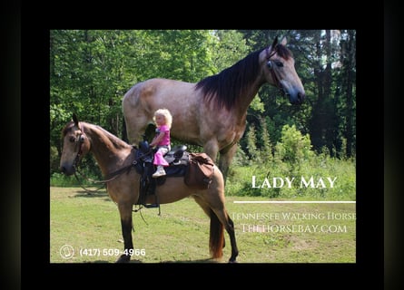Tennessee walking horse, Mare, 10 years, 14.2 hh, Buckskin