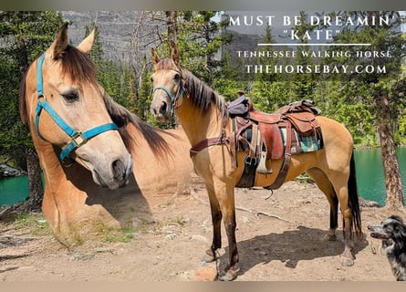 Tennessee walking horse, Mare, 10 years, 15 hh, Buckskin