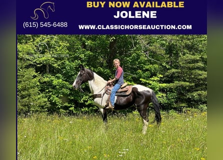 Tennessee walking horse, Mare, 11 years, 14 hh, Tobiano-all-colors