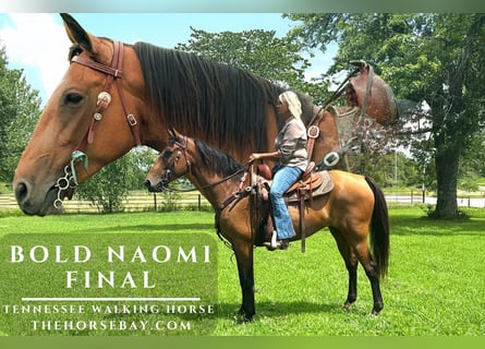 Tennessee walking horse, Mare, 11 years, 15 hh, Buckskin