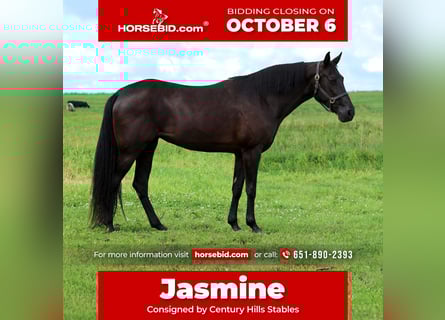 Tennessee walking horse, Mare, 13 years, 15.3 hh, Black