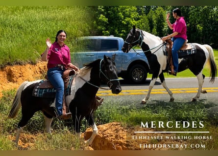 Tennessee walking horse, Mare, 14 years, 15 hh, Tobiano-all-colors