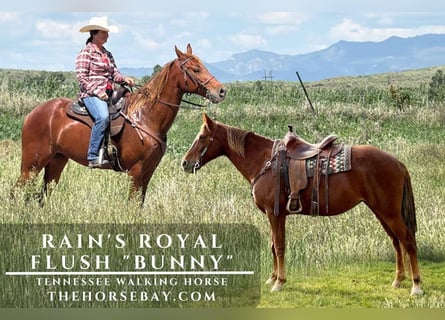 Tennessee walking horse, Mare, 14 years, 16 hh, Chestnut
