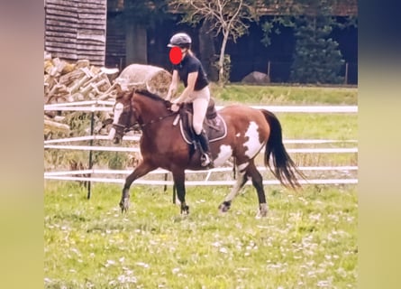 Tennessee walking horse Mix, Mare, 15 years, 15.1 hh, Pinto