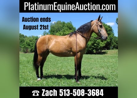 Tennessee walking horse, Mare, 15 years, 15,1 hh, Buckskin