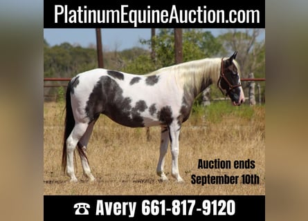 Tennessee walking horse, Mare, 15 years, Black