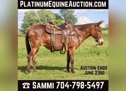 Tennessee walking horse, Mare, 15 years, Dun