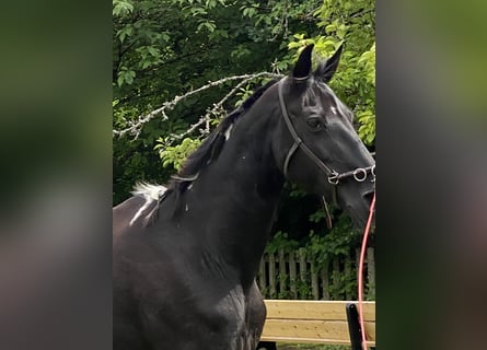 Tennessee walking horse, Mare, 18 years, 14,2 hh, Pinto