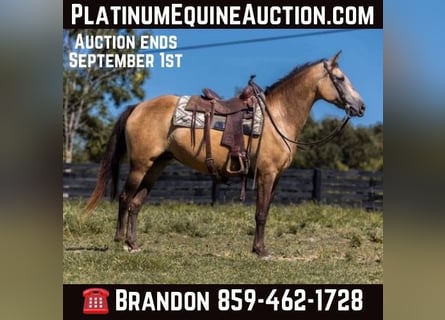 Tennessee walking horse, Mare, 18 years, 15,1 hh, Buckskin