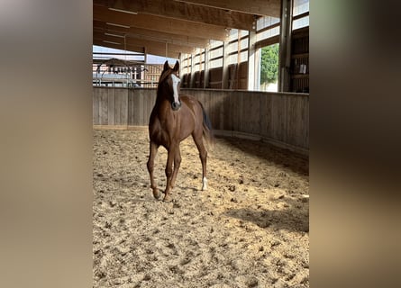 Tennessee walking horse, Mare, 2 years, 15.1 hh, Chestnut-Red