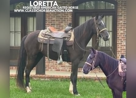 Tennessee walking horse, Mare, 3 years, 14 hh, Black