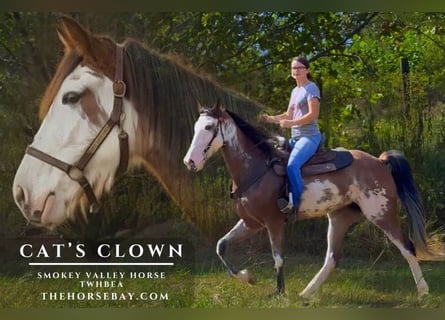 Tennessee walking horse, Mare, 4 years, 15.2 hh, Sabino