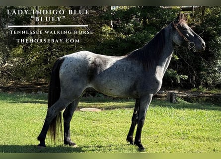 Tennessee walking horse, Mare, 4 years, 15,1 hh, Roan-Blue