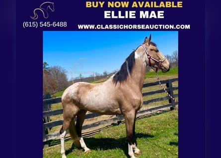 Tennessee walking horse, Mare, 4 years, 16 hh, Buckskin