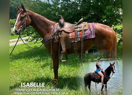 Tennessee walking horse, Mare, 6 years, 14 hh, Sorrel