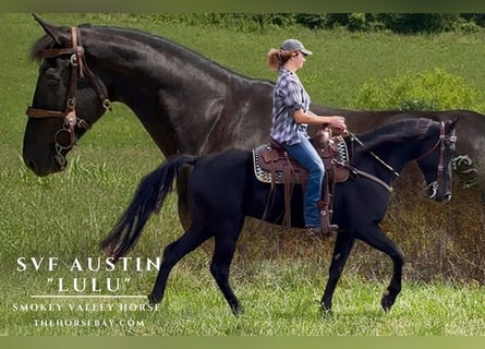 Tennessee walking horse, Mare, 6 years, 16.1 hh, Black