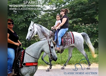 Tennessee walking horse, Mare, 7 years, 14 hh, Gray