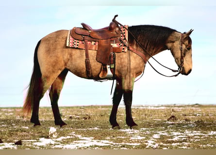 Tennessee walking horse, Mare, 7 years