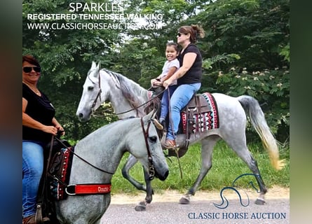 Tennessee walking horse, Mare, 8 years, 14 hh, Gray
