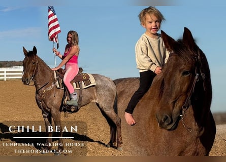 Tennessee walking horse, Mare, 8 years, 16 hh, Roan-Red